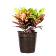 thumbnail image 5 of Brighter Blooms - Croton 'Petra' Plant, 3 gal. - No Shipping To AK, AZ, HI, 5 of 6