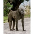 thumbnail image 2 of Underdahl, Dana 12x14 Gold Ornate Wood Framed with Double Matting Museum Art Print Titled - Baboon IV, 2 of 4