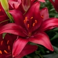 thumbnail image 3 of Better Homes & Gardens 2.5 Quart Asiatic Lily Multicolor Perennial Outdoor Live Plants Full Sun, 3 of 15