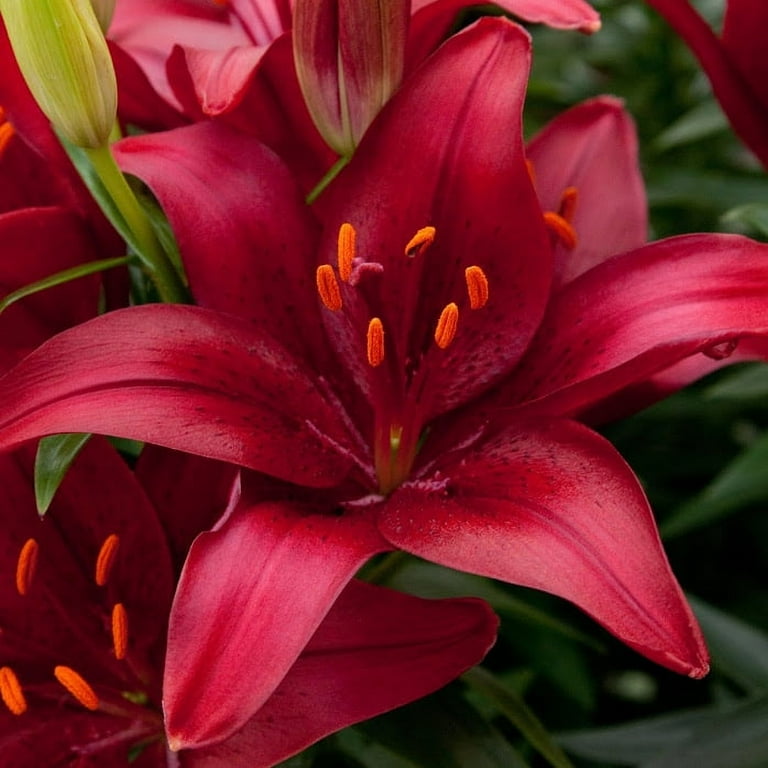 Better Homes & Gardens Quart Multicolor Assorted Asiatic Lily Perennial Outdoor Live Plants Full Sun