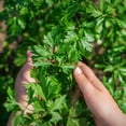 thumbnail image 4 of The Old Farmer's Almanac Dark Green Italian Flat Leaf Parsley Seeds (Premium Heirloom, Non-GMO, Open Pollinated, Herb, Full Sun) - Approx 1800 Seeds, 4 of 6