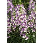8-Pack, 4.25 in. Grande Angelface Wedgwood Blue Summer Snapdragon (Angelonia) Live Plants, Lavender and White Flowers