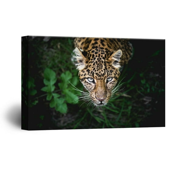 wall26 Canvas Wall Art - A Leopard from Black Wild Background - Giclee Print Gallery Wrap Modern Home Art Ready to Hang - 24x36 inches