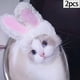 thumbnail image 5 of Disfraz divertido para orejas de conejo Sunnimix Sombrero para perros y gatos, 5 of 8