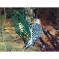 C&S Products Woodpecker Suet Treat, 11 oz Cake, Wild Bird Food