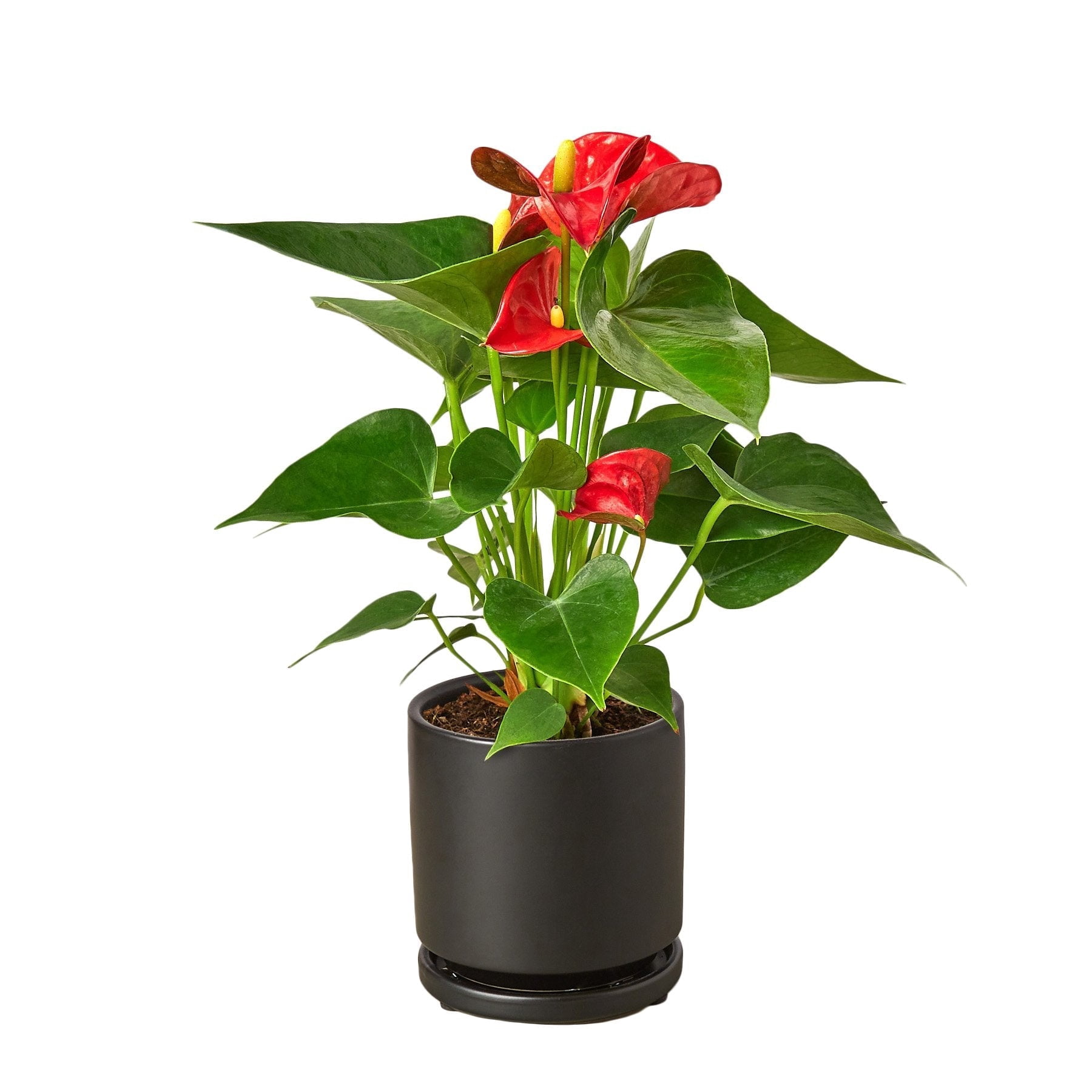 Anthurium Red - Live Air-Purifying Indoor Plant in Nursery Pot – Easy Care, Low Maintenance Houseplant for Home & Office Decor, Natural Air Cleaner, Best for Beginners (4"Pot, BlackCylinder)