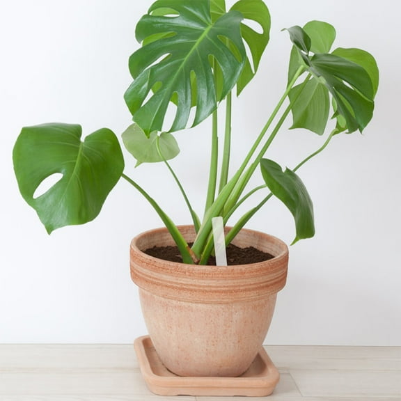 UPGRATOR 5 Set Acrylic Plant Label Garden Label For Greenhouse Use 12.0x1.0x0.4in