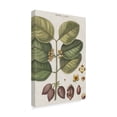 thumbnail image 2 of Trademark Fine Art 'Exotic Botanique II' Canvas Art by Vision Studio, 2 of 4