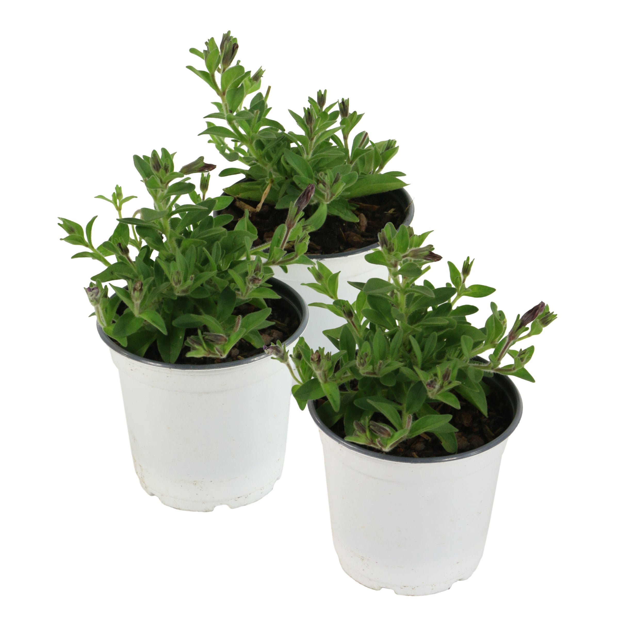 4 in. Petunia Wave Purple Classic Live Annual Plant with Purple Flowers (3-Pack)