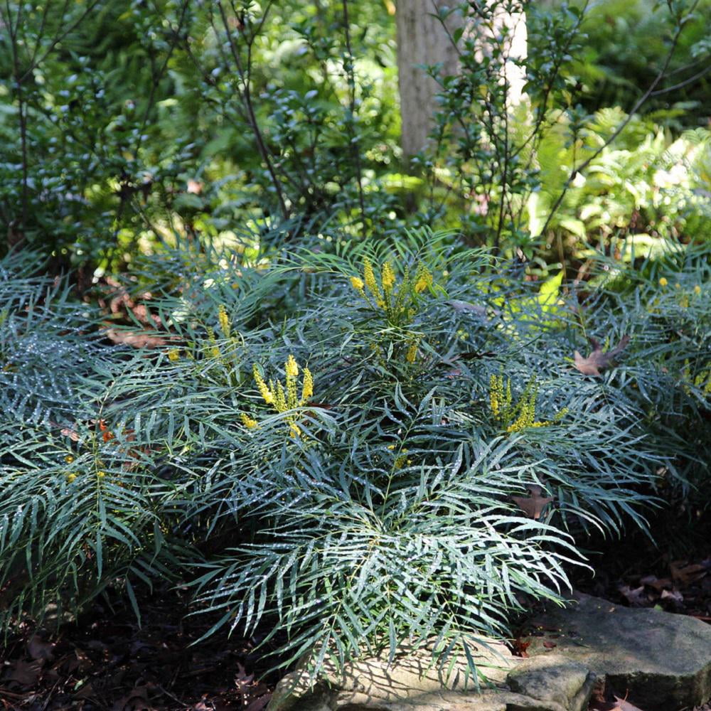 Southern Living Soft Caress Mahonia Live Shrub in 2.5-Quart Grower Pot
