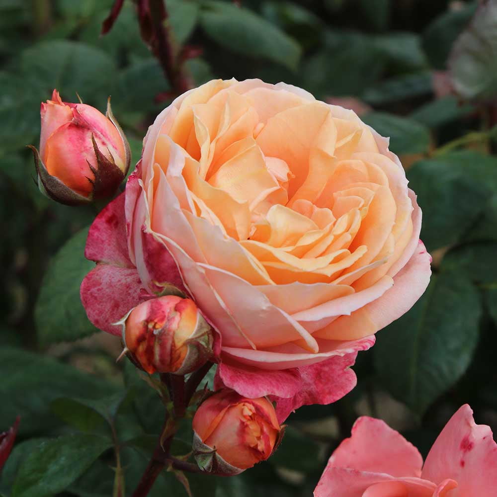 Lady Weird オブジェ Miss Rose