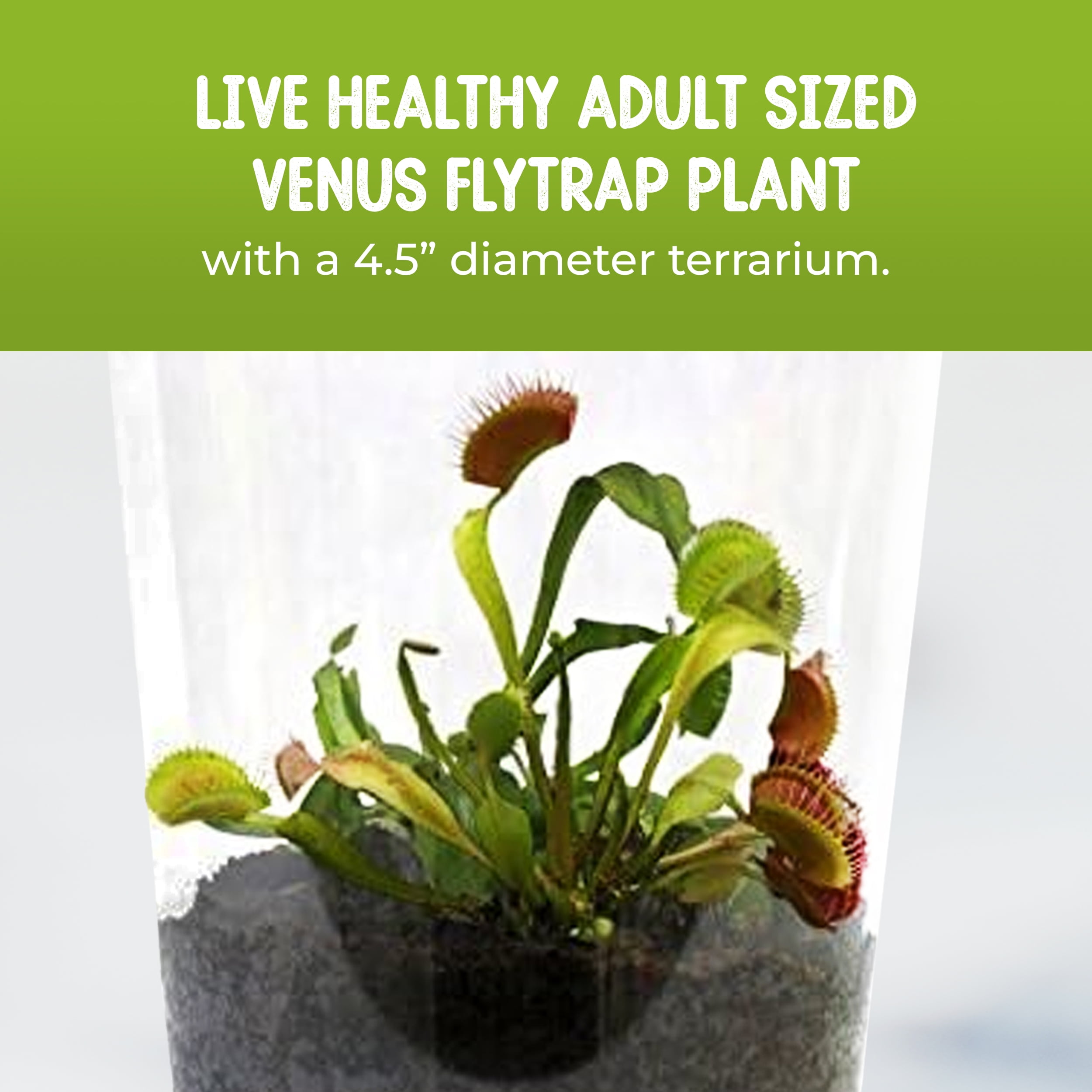 Venus Fly Trap Live Plant with Assorted Color 4.5” Terrarium +Carnivorous Plant Soil and Live Venus Flytrap