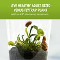 Live Venus Flytrap Plant Kit in 4.5" Terrarium Carnivorous Insect