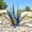 Dark Blue, variant on Tequila Rustic Sculpture Metal Agave Plant Metal Agave Yard Art Outdoor Decor Large DIY Metal Agave Plant for Home Yard Decorations Stakes Lawn Ornaments Yard Stakes, Garden Figurines, Outdoor Patio