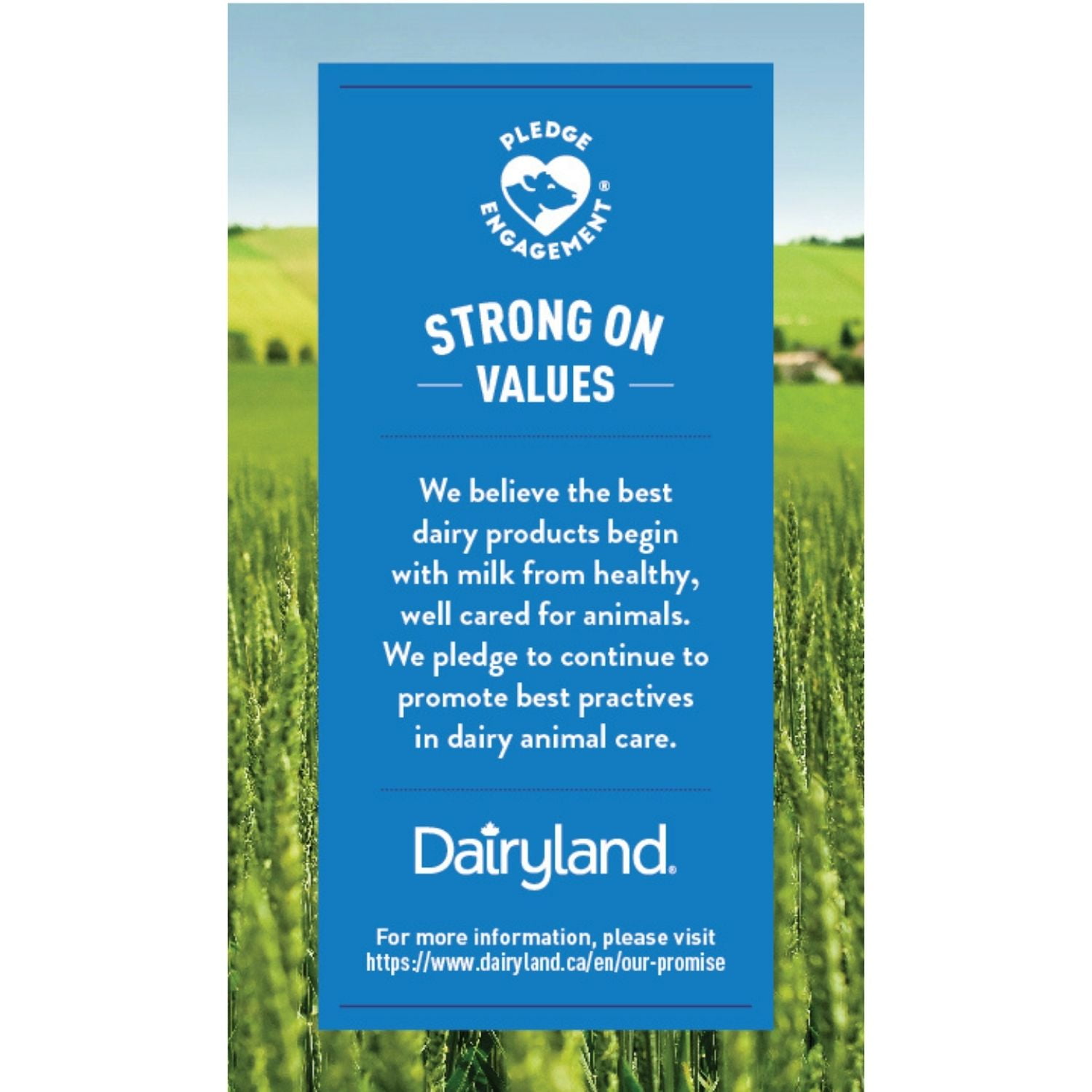 Dairyland 2% Chocolate Protein 18 g Beverage, 1.89L