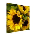 thumbnail image 3 of Trademark Fine Art Amy Vangsgard Sunflowers Canvas Wall Art - 18x18, 3 of 5