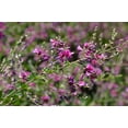 thumbnail image 6 of 100 SLENDER BUSH CLOVER Lespedeza Virginica Bushclover Native Shrub Pink Purple Flower Legume Seeds, 6 of 9