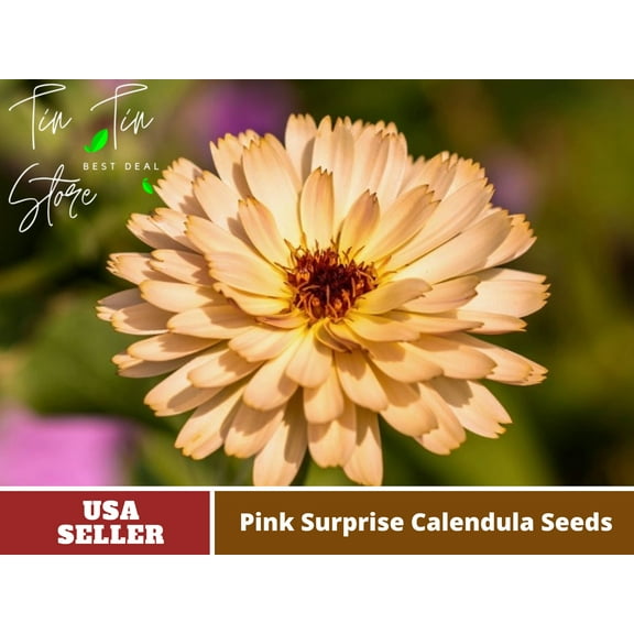 50  Seeds| Pink Surprise Calendula Flower Seeds [BUY 3 GET 1 FREE] #H005