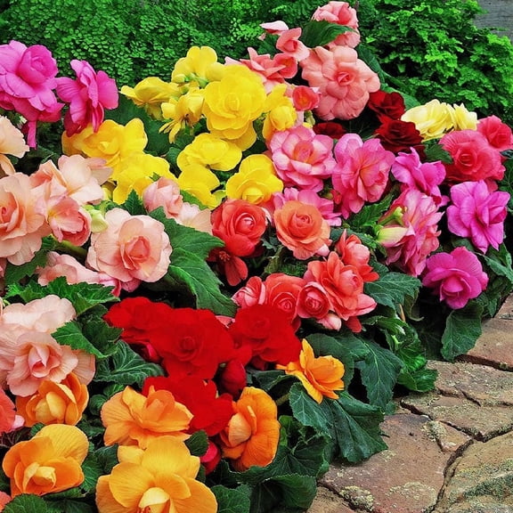 Eden Brothers Begonia Tubers - Roseform Mix
