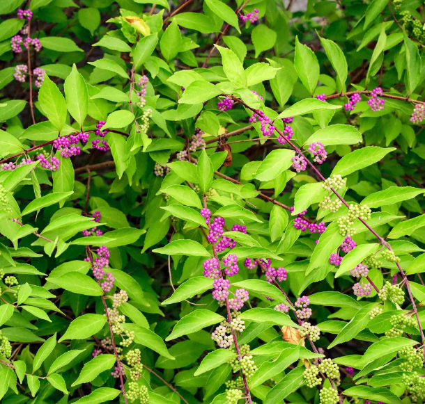 American Beautyberry Plant Live for Planting, Callicarpa Americana Plant for Home Garden 6 to 12 Inch Tall 4 Inch Pot