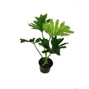 Cut-Leaf Philodendron - Live Plant in a 6 inch Pot - Philodendron Selloum - Slow Growing Evergreen Indoor or Outdoor Houseplant