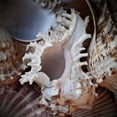 thumbnail image 2 of Perry, Rachel 12x12 Black Ornate Wood Framed with Double Matting Museum Art Print Titled - Macro Shells II, 2 of 4