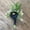 Dark Blue, variant on Artificial Flowers,Fabric Bridal And Groom Corsage Rose Small Bud Silk Flower Before Wedding