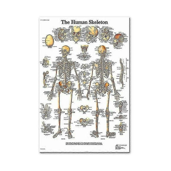 Muscular & Skeletal System Anatomical Poster Set - Human Skeleton & Muscle Anatomy - Single Sided19" X 27"