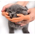thumbnail image 4 of Jouets pour Doigts Chat Mignon Mini Mains Toucher Jouet pour Joues 1 Paire de Doigts, 4 of 4