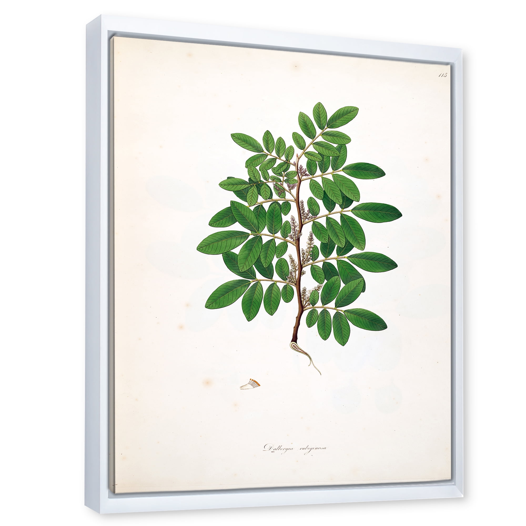 Designart 'Ancient Plant Life XX' Farmhouse Framed Canvas Wall Art Print