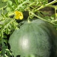 thumbnail image 1 of Watermelon Seeds - Florida Giant - 1 Lb ~6,400 Seeds - Citrullus lanatus - Farm & Garden Vegetable / Fruit Seeds - Non-GMO, Heirloom, Open Pollinated, Annual, 1 of 2