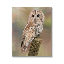 Stupell Industries Brown Tawny Owl Perched Intricate Woodland Wildlife Painting Painting Gallery Wrapped Canvas Print Wall Art, Design by David Stribbling