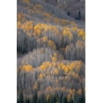 thumbnail image 2 of Jaynes Gallery 13x18 White Modern Wood Framed Museum Art Print Titled - USA-Colorado-White River National Forest Aspen forest in autumn, 2 of 4