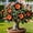 d, variant on Desert Rose-Easy Grow-Low Maintenance-Ideal for Beds Borders,Plant Pots & Planters