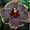 A, variant on Hibiscus Planting-Ornamental-Premium Garden Stakes-Home Decoration-(Non-Artificial)