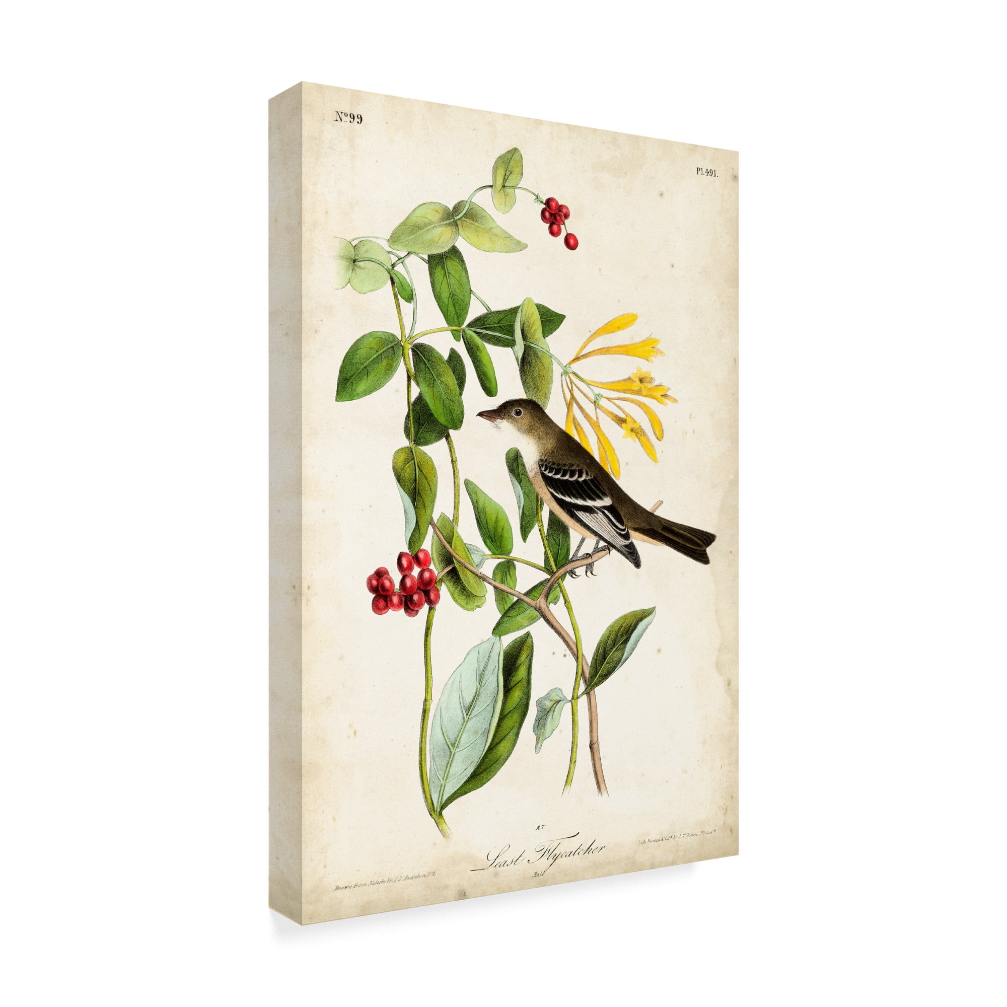 Trademark Fine Art 'Audubon Bird and Botanical II' Canvas Art by John James Audubon