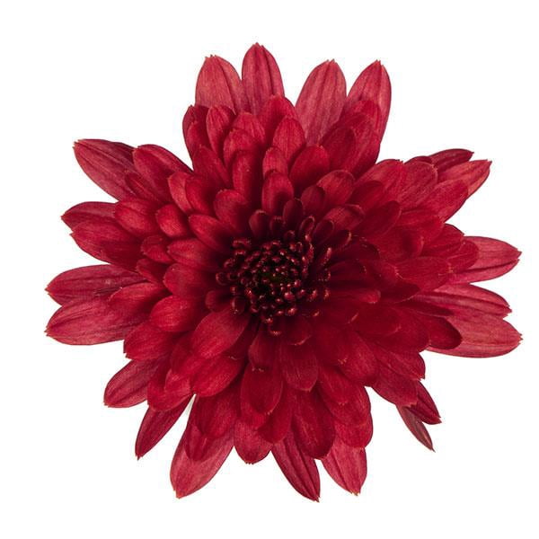 Expert Gardener 3QT Red Mum