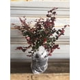 thumbnail image 2 of Expert Gardener Flowerwood Loropetalum Live Shrubs, Deer-Resistant, 2 of 3