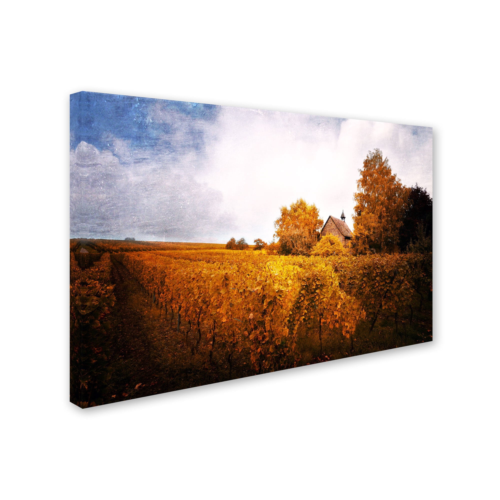 Trademark Fine Art "Light in Vineyards" Canvas Art by Philippe Sainte-Laudy