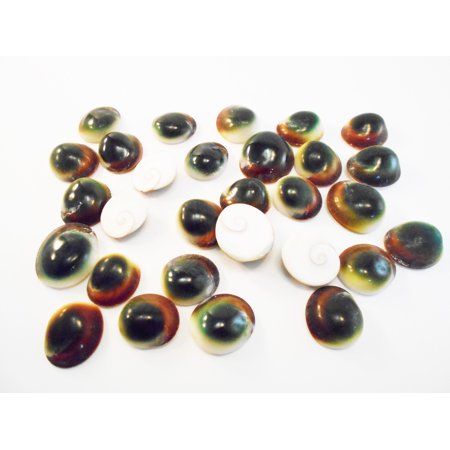 Set of 24 Green Cat Eye Shells (Shiva Shells) Operculum - small: 1/2
