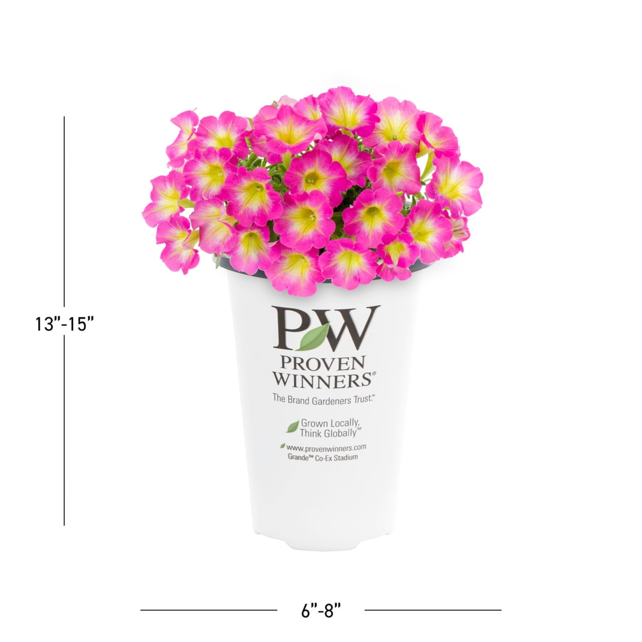 Proven Winners 1.5PT Multicolor Petunia Live Annual Plant Sun 5-Pack