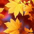 thumbnail image 2 of Autumn Leaves Tie Mens Fall Neckties by Three Rooker, 2 of 3