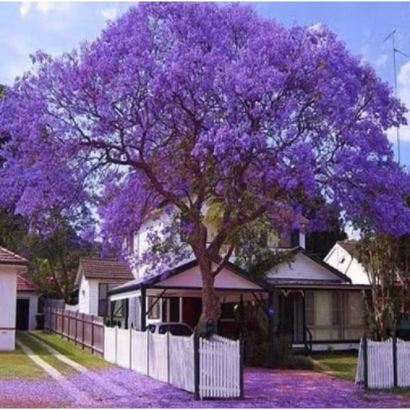 25 Blue Jacaranda Tree Seeds Plant Seeds, Heirloom Non-GMO Purple Flowers by PeavyTailor