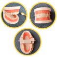 thumbnail image 3 of Modèle de Dentition Pratique Modèle de Démonstration Dentaire avec Brosse à Dents, 3 of 10