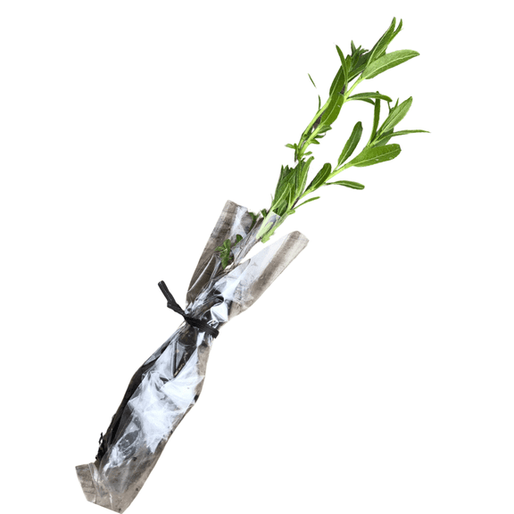 Willow, Black (Salix nigra) Organic Plant by Smoke Camp Crafts - Fast-Growing Native Tree