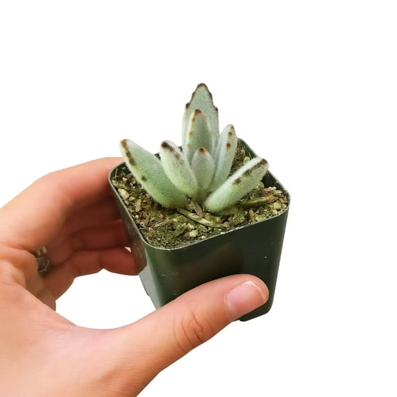 Kalanchoe Tomentosa Panda Plant (2"  Plastic Pot) - Tiny, Lovely, Easy to Care Succulent for Beginners - Live Healthy Succulent for Home Office