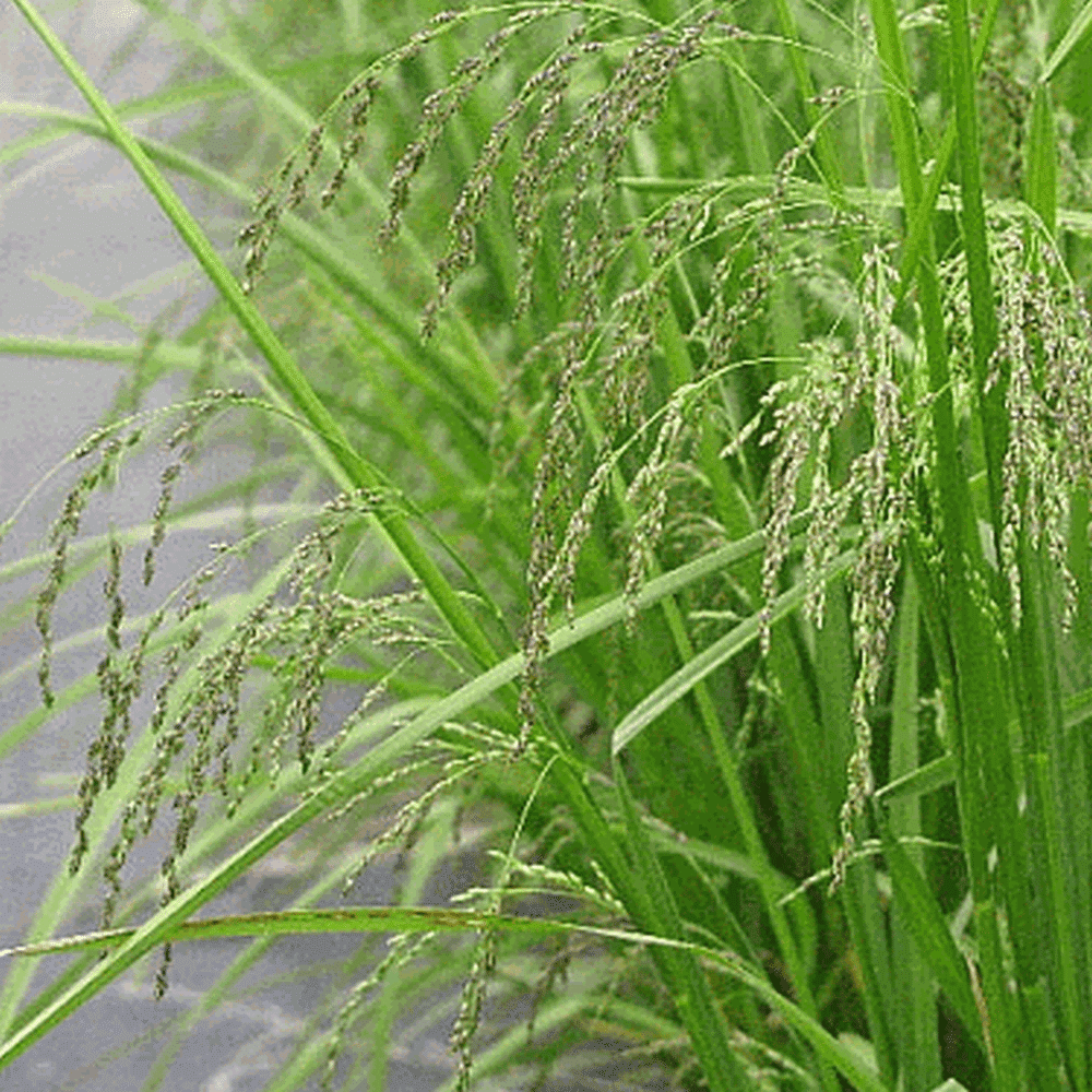 2000 Common Rush Native Grass Seeds Everwilde Farms Mylar Seed Packet 