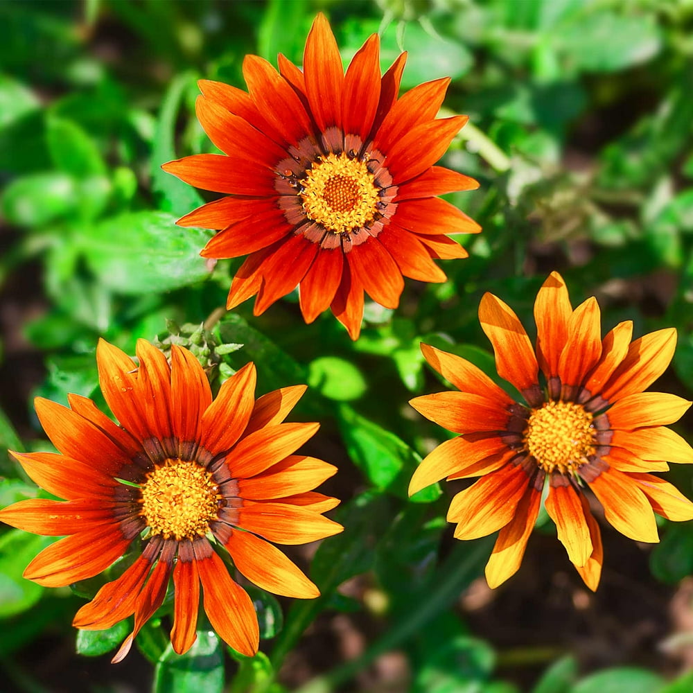 New Day Series Gazania Flower Garden Seeds Bronze Shades 100 Seeds