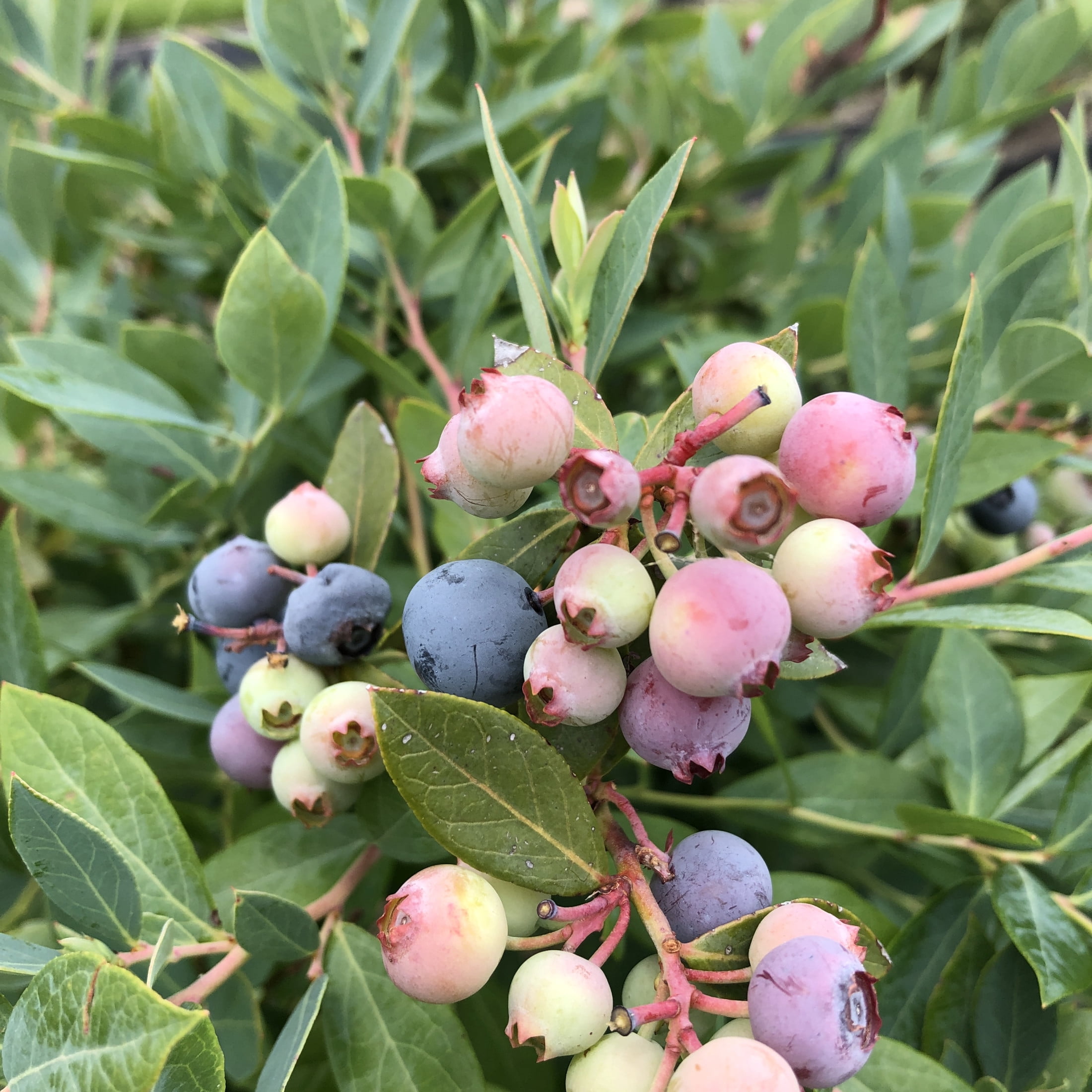 Proven Winners ColorChoice 5" Splendid! Blue Highbush Blueberry Live Plant in 4.5" Pot (4 Count)