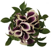 Picasso Elegance Mini Calla Bouquet 26 stems of Farm Direct Fresh Cut Flowers Purple & White 50 cm Mini Callas by Bloomingmore